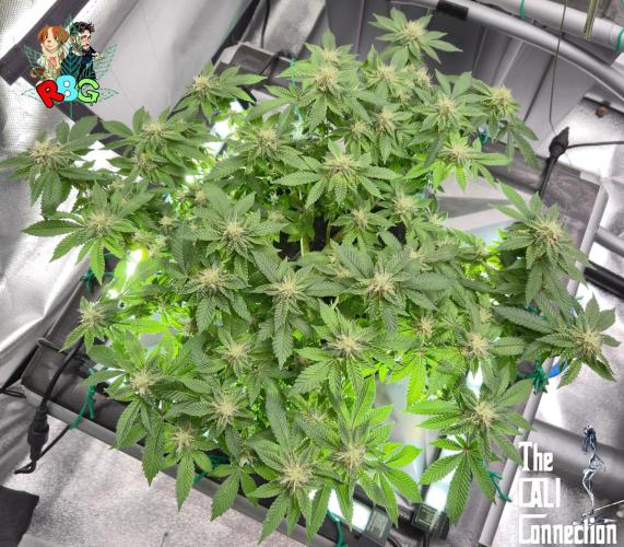 RDWC GRAPE OG 1st photo grow. Week 11 - Week 11 
Flower week 5
Flower day 7