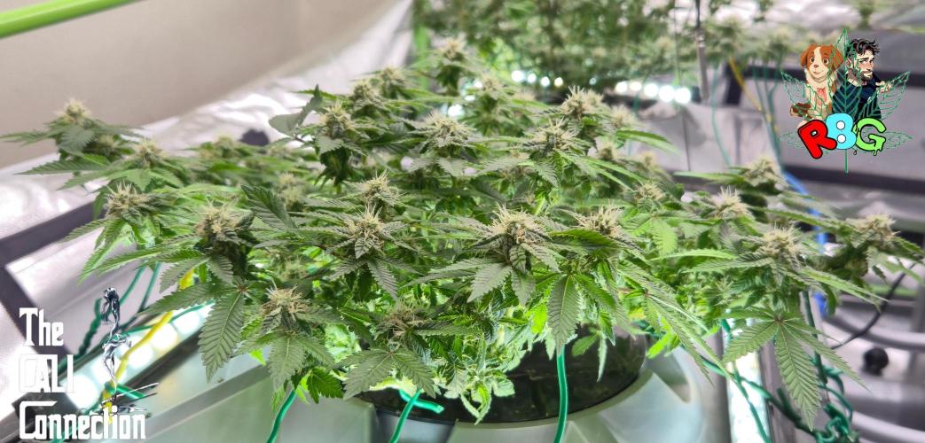 RDWC GRAPE OG 1st photo grow. Week 11 - Week 11 
Flower week 5
Flower day 7