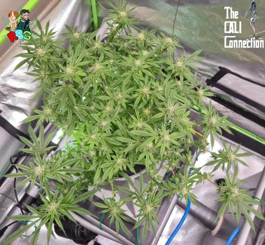 RDWC Cherry Bellini 1st photo grow. Week 11 - Week 11 
Flower week 5
Flower day 7