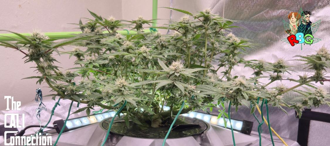 RDWC Cherry Bellini 1st photo grow. Week 11 - Week 11 
Flower week 5
Flower day 7