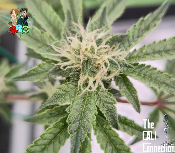 RDWC Cherry Bellini 1st photo grow. Week 11 - Week 11 
Flower week 5
Flower day 7