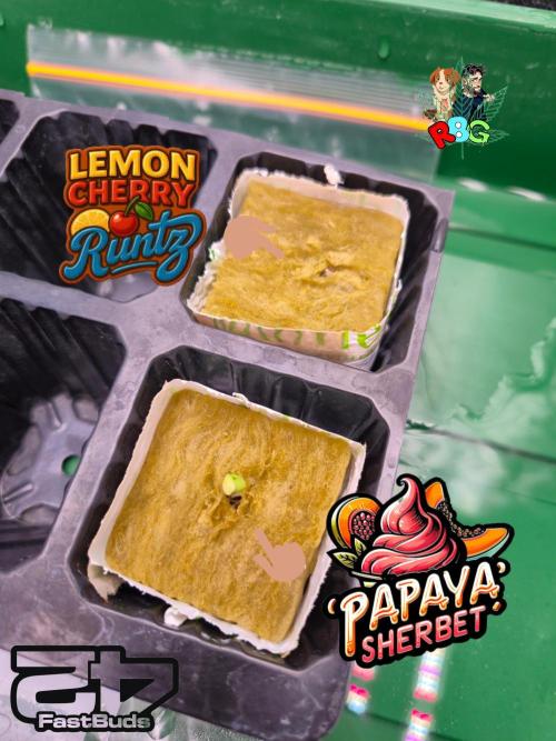 Lemon Cherry Runtz. Week 0 - 18/11/25