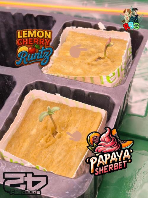 Lemon Cherry Runtz. Week 0 - 19/11/25