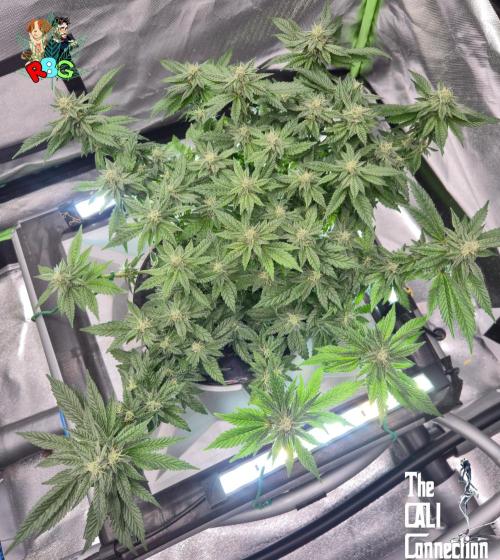 RDWC LA Punch 1st photo grow. Week 12 - Week 12
Flower week 6
Flower day 1