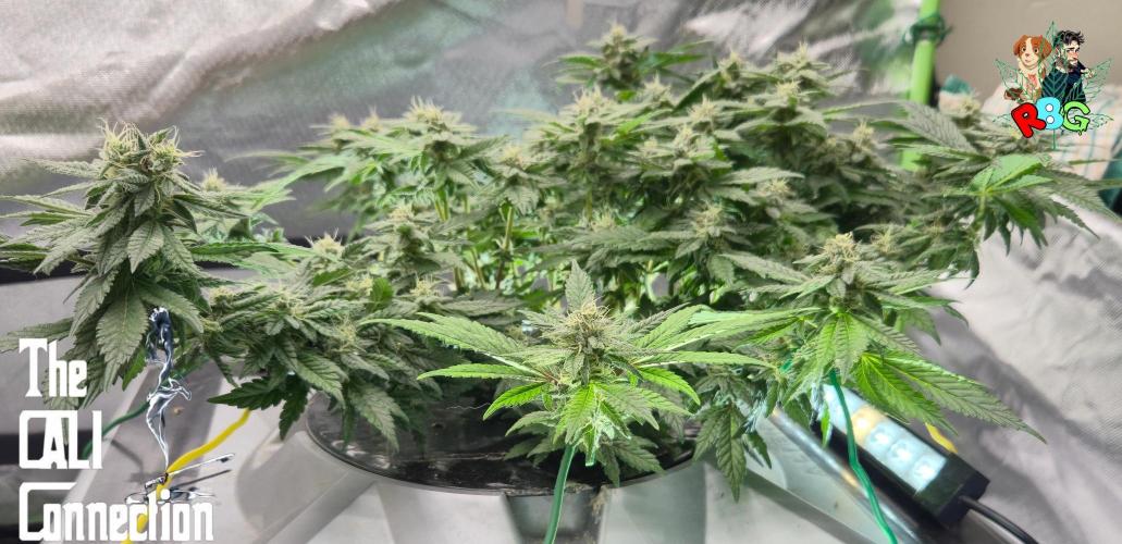 RDWC LA Punch 1st photo grow. Week 12 - Week 12 
Flower week 6 
Flower day 1