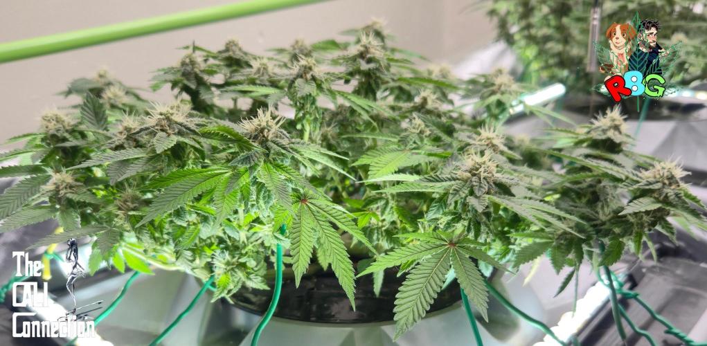 RDWC GRAPE OG 1st photo grow. Week 12 - Week 12
Flower week 6
Flower day 1
