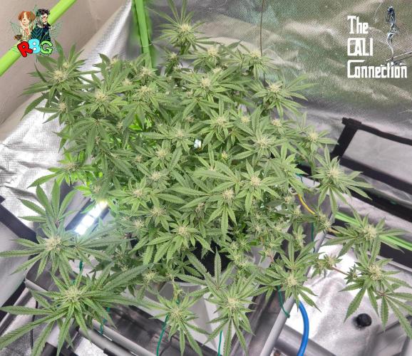 RDWC Cherry Bellini 1st photo grow. Week 12 - Week 12 
Flower week 6
Flower day 1