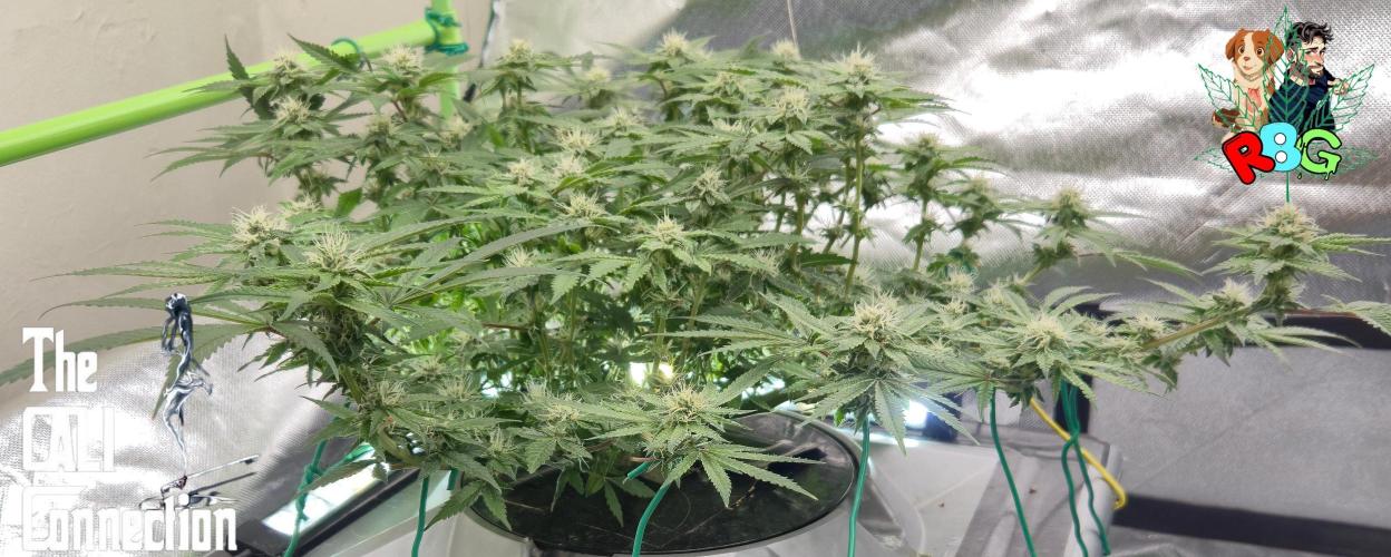 RDWC Cherry Bellini 1st photo grow. Week 12 - Week 12 
Flower week 6
Flower day 1