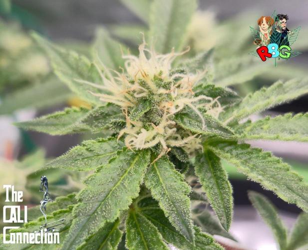 RDWC Cherry Bellini 1st photo grow. Week 12 - Week 12 
Flower week 6
Flower day 1