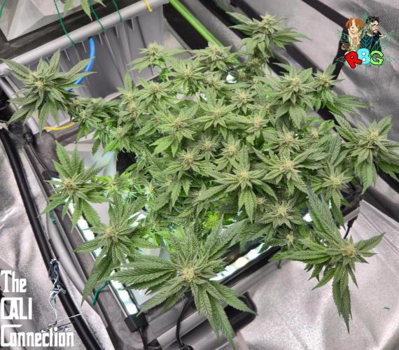 RDWC LA Punch 1st photo grow. Week 12 - Week 12 
Flower week 6
Flower day 2