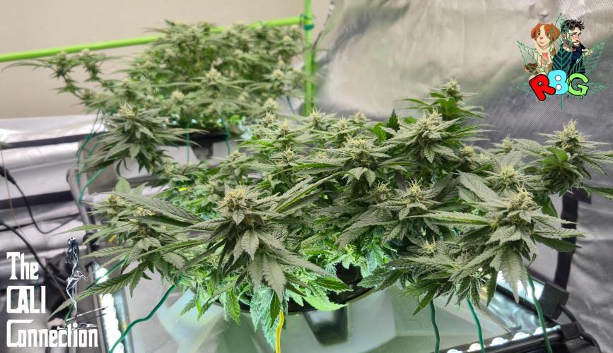 RDWC LA Punch 1st photo grow. Week 12 - Week 12 
Flower week 6
Flower day 2