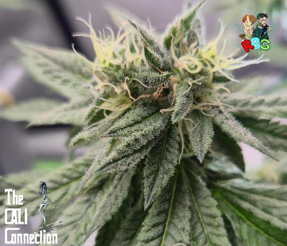 RDWC LA Punch 1st photo grow. Week 12 - Week 12 
Flower week 6
Flower day 2