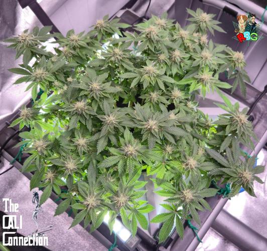 RDWC GRAPE OG 1st photo grow. Week 12 - Week 12 
Flower week 6
Flower day 2