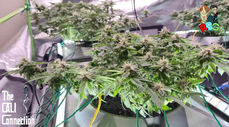 RDWC GRAPE OG 1st photo grow. Week 12 - Week 12 
Flower week 6
Flower day 2