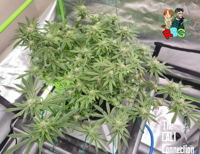 RDWC Cherry Bellini 1st photo grow. Week 12 - Week 12 
Flower week 6
Flower day 2