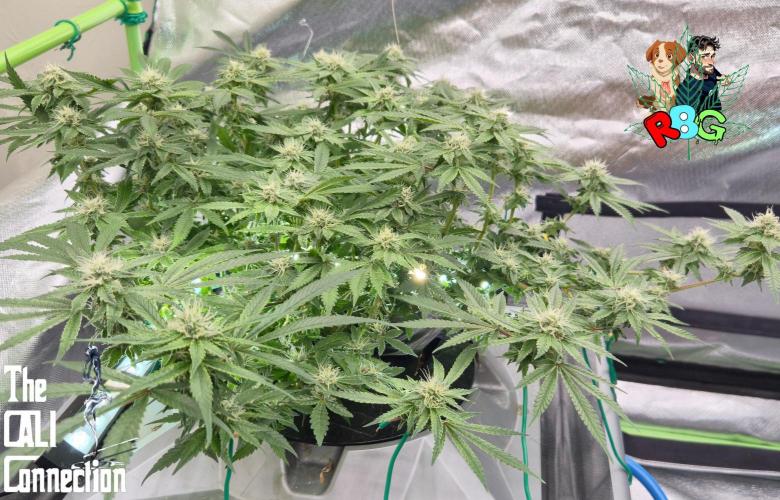 RDWC Cherry Bellini 1st photo grow. Week 12 - Week 12 
Flower week 6
Flower day 2