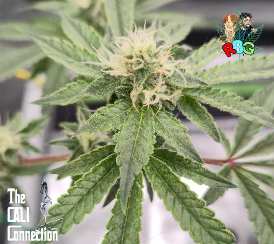 RDWC Cherry Bellini 1st photo grow. Week 12 - Week 12 
Flower week 6
Flower day 2