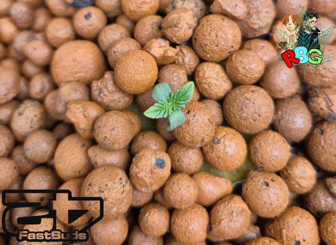 Papaya sherbet. Week 1 - Week 1 
Veg-day 1