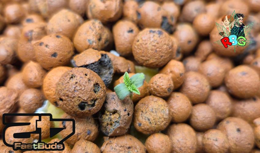 Lemon Cherry Runtz. Week 1 - Week 1 
Veg-day 1