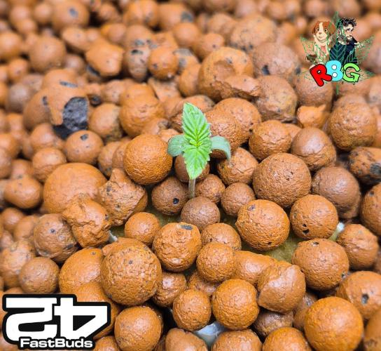 Papaya sherbet. Week 1 - Week 1 
Veg-day 2