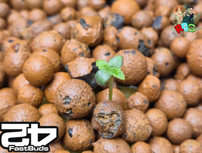 Lemon Cherry Runtz. Week 1 - Week 1 
Veg-day 2