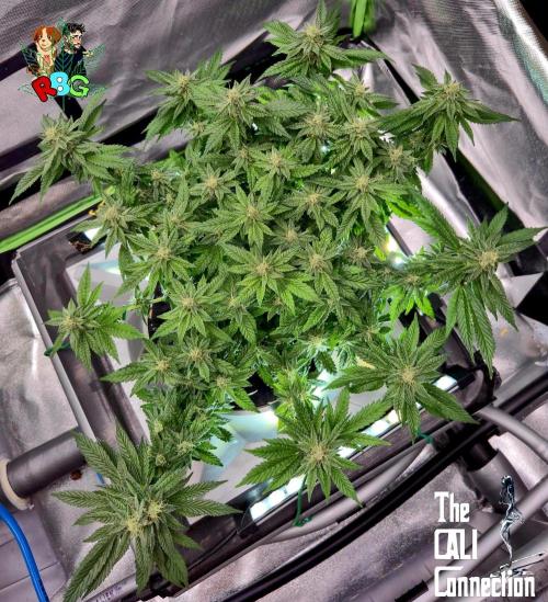 RDWC LA Punch 1st photo grow. Week 12 - Week 12 
Flower week 6
Flower day 3