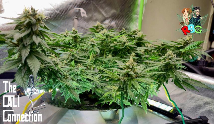 RDWC LA Punch 1st photo grow. Week 12 - Week 12 
Flower week 6
Flower day 3