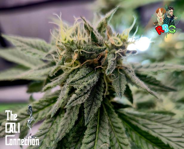 RDWC LA Punch 1st photo grow. Week 12 - Week 12 
Flower week 6
Flower day 3