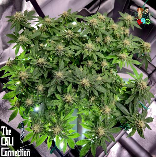 RDWC GRAPE OG 1st photo grow. Week 12 - Week 12 
Flower week 6
Flower day 3