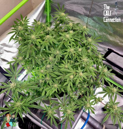 RDWC Cherry Bellini 1st photo grow. Week 12 - Week 12 
Flower week 6
Flower day 3