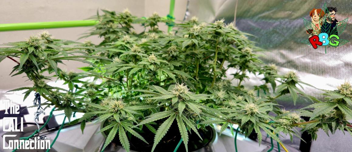 RDWC Cherry Bellini 1st photo grow. Week 12 - Week 12 
Flower week 6
Flower day 3