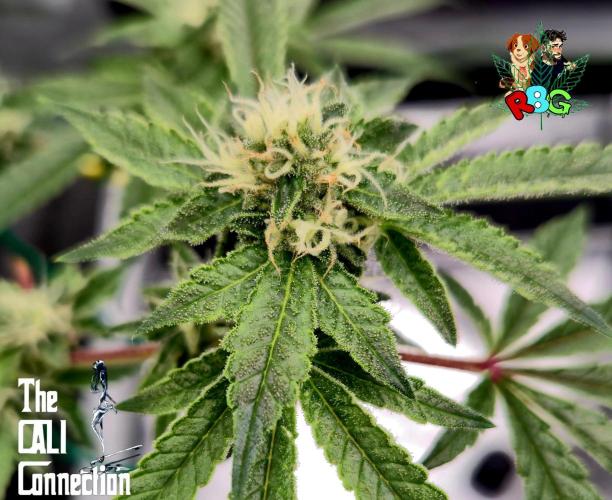 RDWC Cherry Bellini 1st photo grow. Week 12 - Week 12 
Flower week 6
Flower day 3