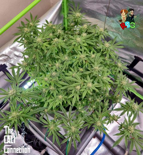 RDWC Cherry Bellini 1st photo grow. Week 12 - Week 12 
Flower week 6
Flower day 4