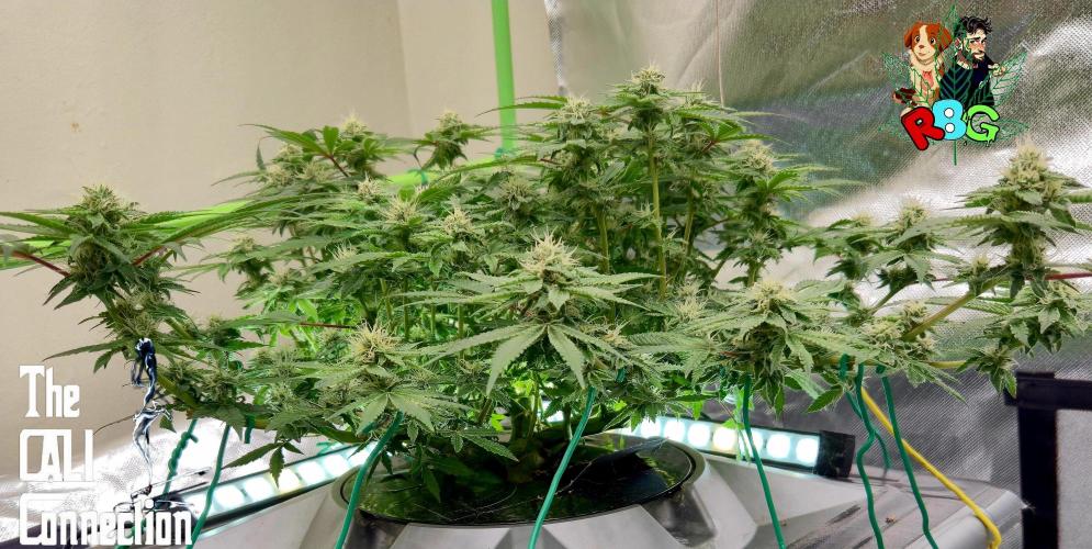 RDWC Cherry Bellini 1st photo grow. Week 12 - Week 12 
Flower week 6
Flower day 4