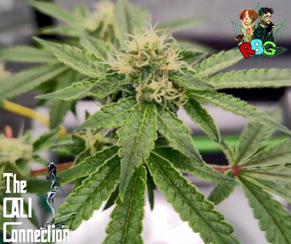 RDWC Cherry Bellini 1st photo grow. Week 12 - Week 12 
Flower week 6
Flower day 4