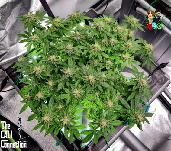 RDWC GRAPE OG 1st photo grow. Week 12 - Week 12 
Flower week 6
Flower day 4