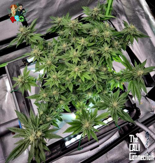 RDWC LA Punch 1st photo grow. Week 12 - Week 12 
Flower week 6
Flower day 4