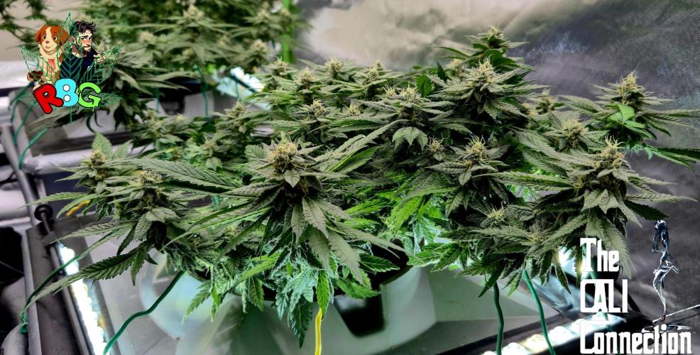 RDWC LA Punch 1st photo grow. Week 12 - Week 12 
Flower week 6
Flower day 4