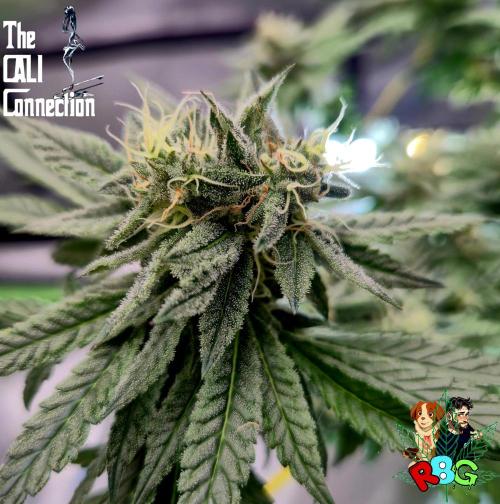 RDWC LA Punch 1st photo grow. Week 12 - Week 12 
Flower week 6
Flower day 4