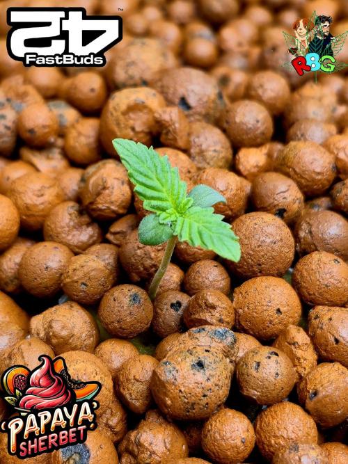 Papaya sherbet. Week 1 - Week 1
Veg-day 3