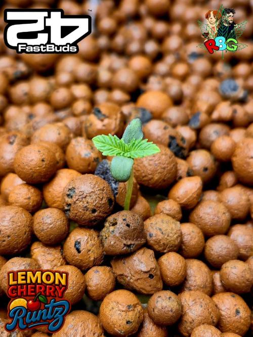 Lemon Cherry Runtz. Week 1 - Week 1
Veg-day 3