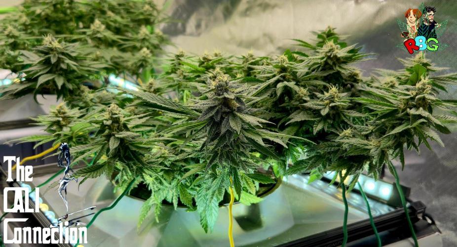 RDWC LA Punch 1st photo grow. Week 12 - Week 12 
Flower week 6
Flower day 5