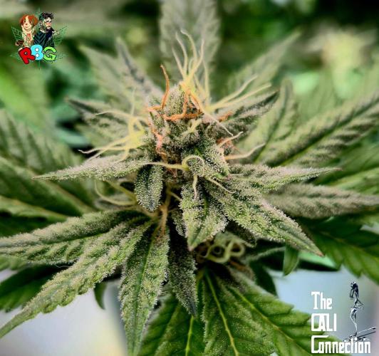 RDWC LA Punch 1st photo grow. Week 12 - Week 12 
Flower week 6
Flower day 5