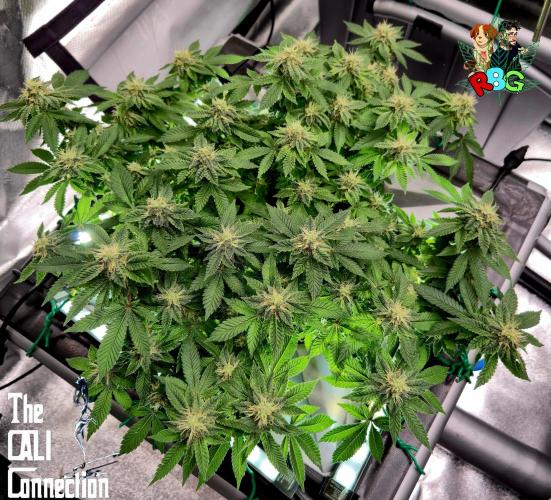 RDWC GRAPE OG 1st photo grow. Week 12 - Week 12 
Flower week 6
Flower day 5