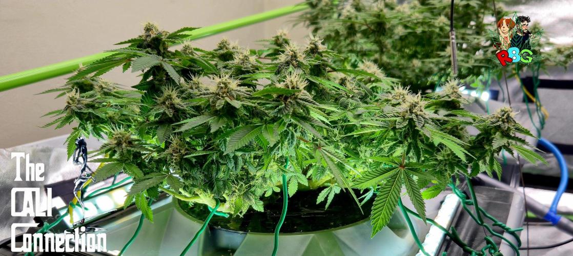 RDWC GRAPE OG 1st photo grow. Week 12 - Week 12 
Flower week 6
Flower day 5