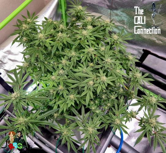 RDWC Cherry Bellini 1st photo grow. Week 12 - Week 12 
Flower week 6
Flower day 5