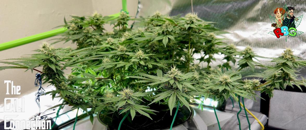 RDWC Cherry Bellini 1st photo grow. Week 12 - Week 12 
Flower week 6
Flower day 5