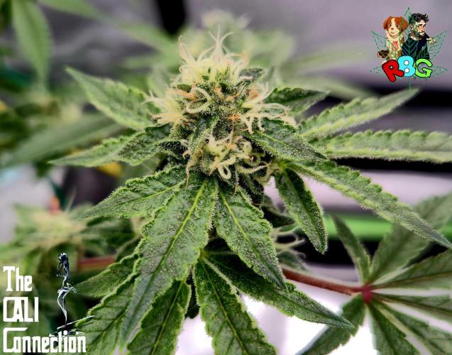 RDWC Cherry Bellini 1st photo grow. Week 12 - Week 12 
Flower week 6
Flower day 5