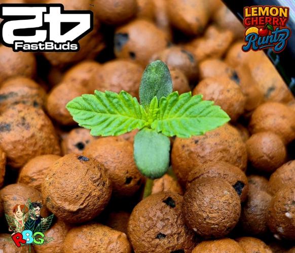 Lemon Cherry Runtz (DWC). Week 1 - Week 1
Veg-day 4