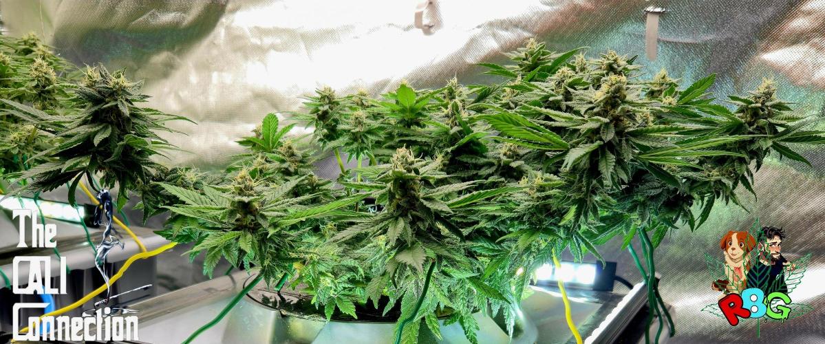 RDWC LA Punch 1st photo grow. Week 12 - Week 12 
Flower week 6
Flower day 6